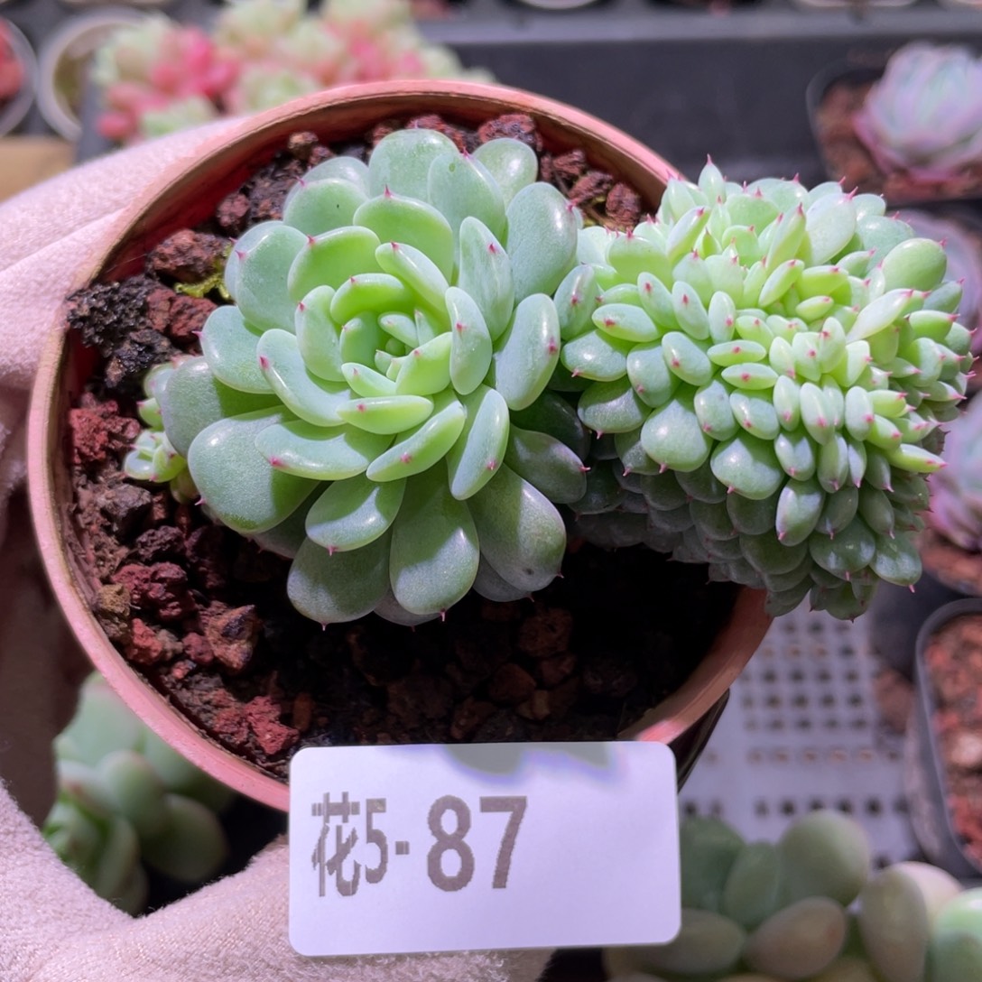 花利美5-87哈尼缀化
