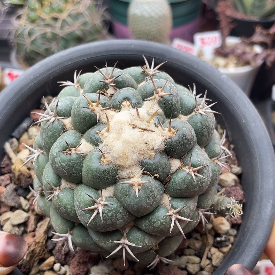 实生雪顶猫爪大尤象牙