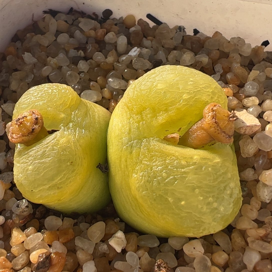 金黄色母本3厘米多肉