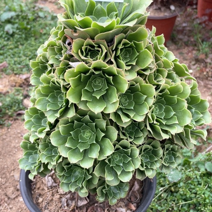 724多肉植物绿玫瑰