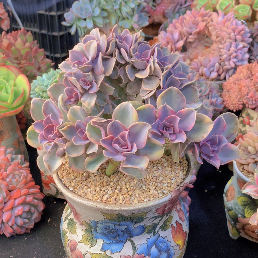 逸园精品多肉彩虹锦