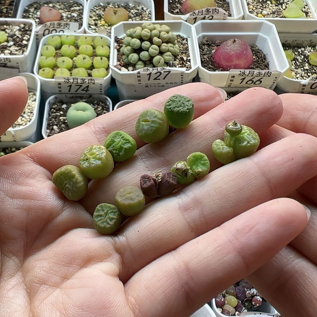 169烧麦裸根发货
