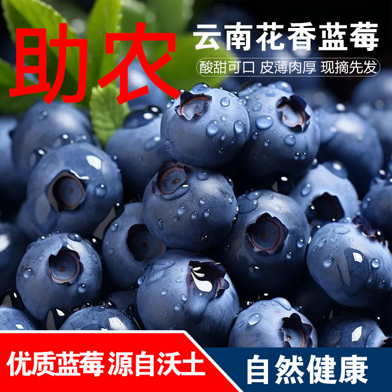 【小燕子】【京东空运】正宗云南花香25号蓝莓爆汁新鲜采摘
