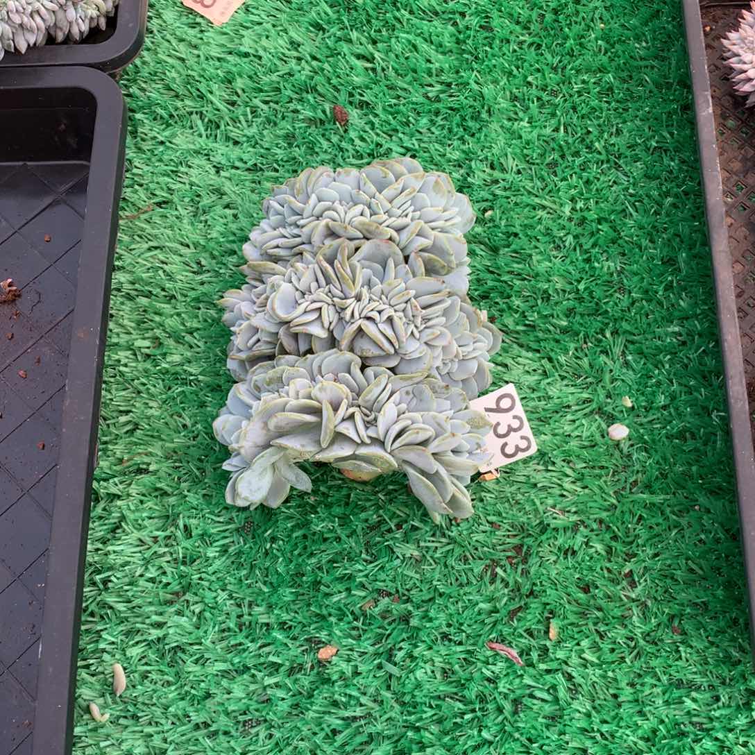 云***云933奶茶缀多肉植物组合