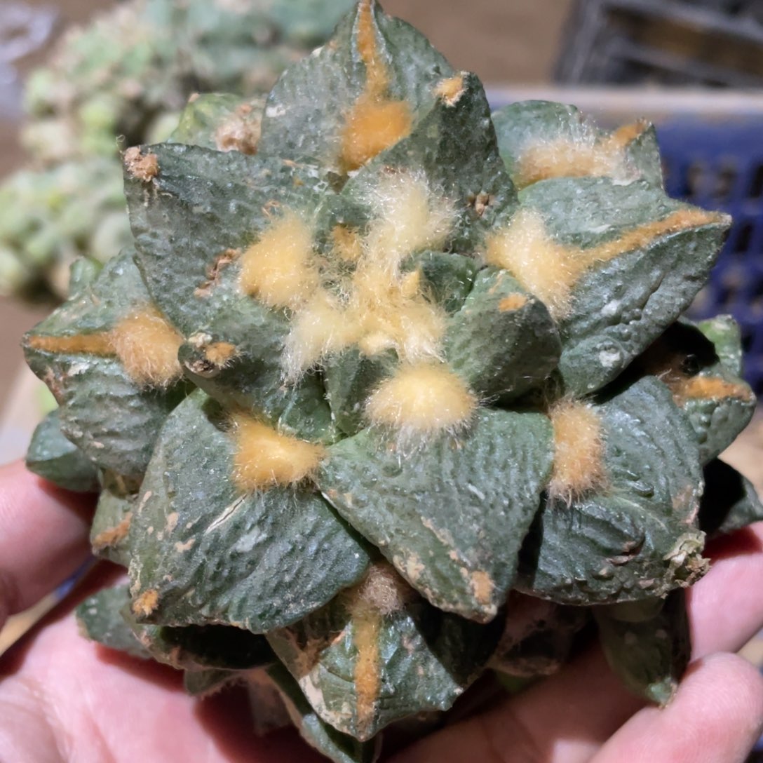 龟甲怒杂 仙人球855 仙人球