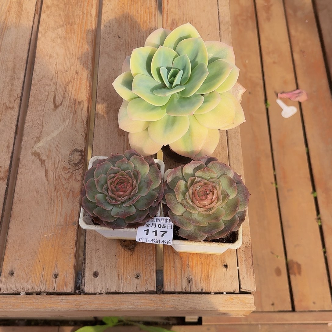 打***肖1205-117三颗组合