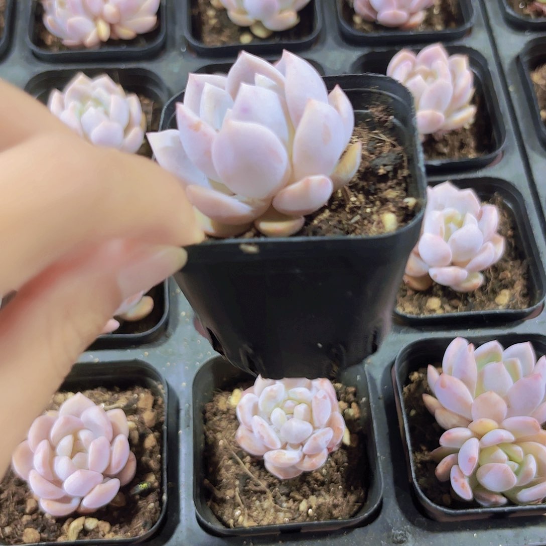 精品橙梦露多肉植物