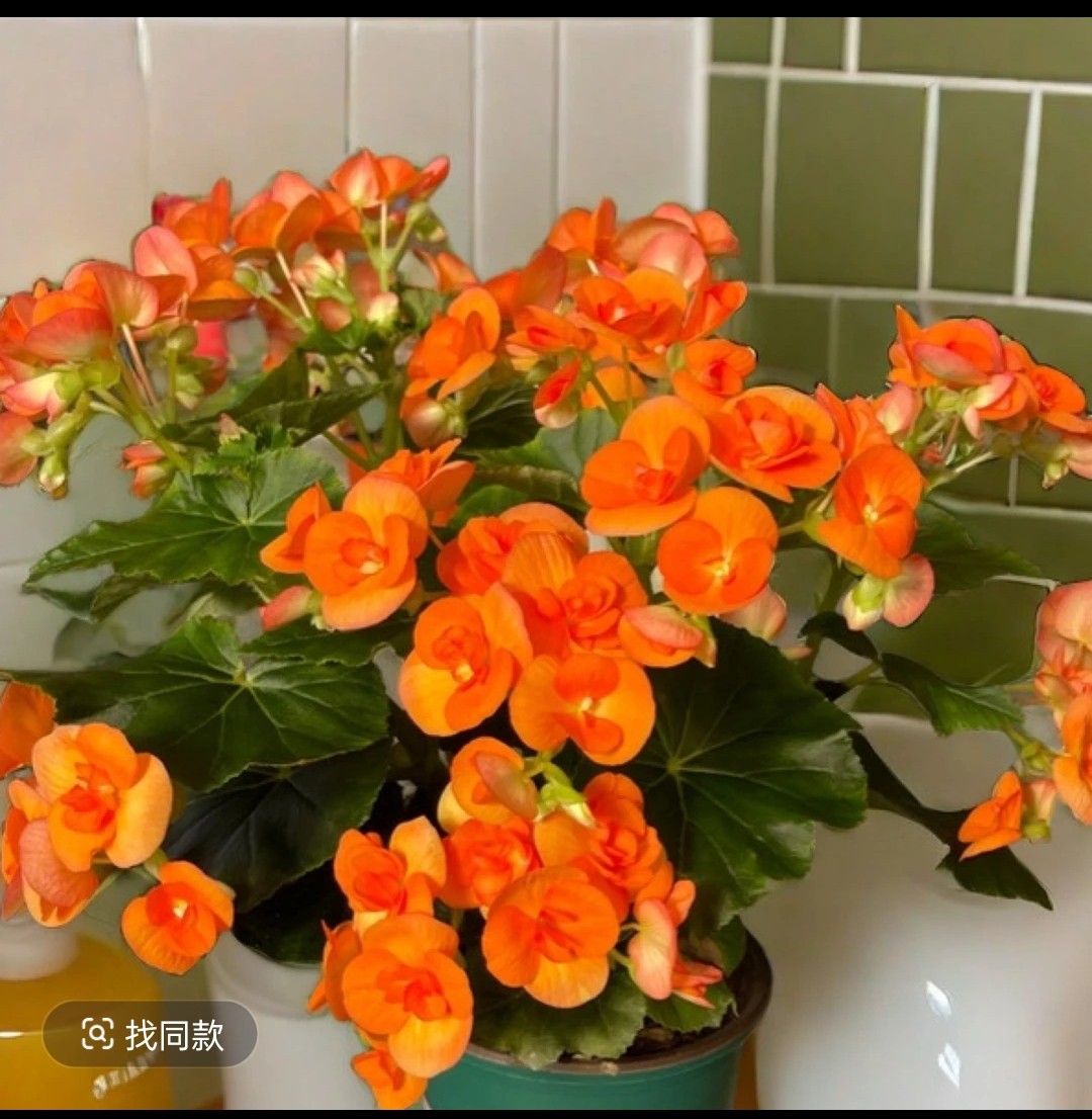 橙水晶丽格海棠盆栽带花苞四季开花室内外阳台易种花卉