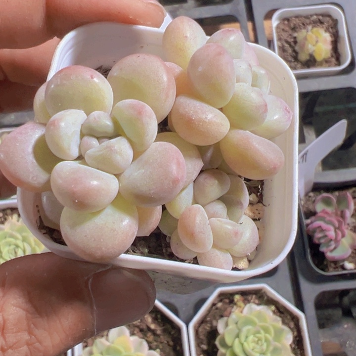 泡泡糖精品多肉植物