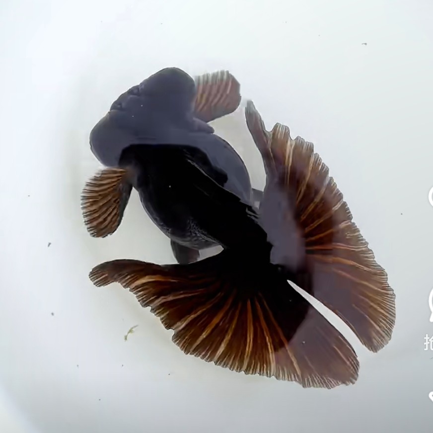 精品观赏鱼蝶尾金鱼活体好养耐活包邮