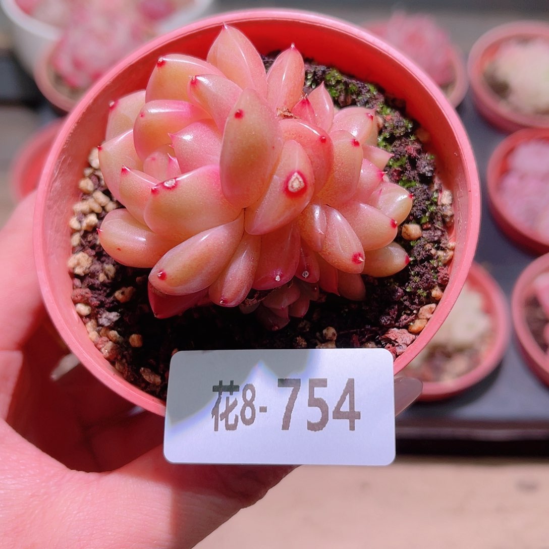 花利美8-754新品