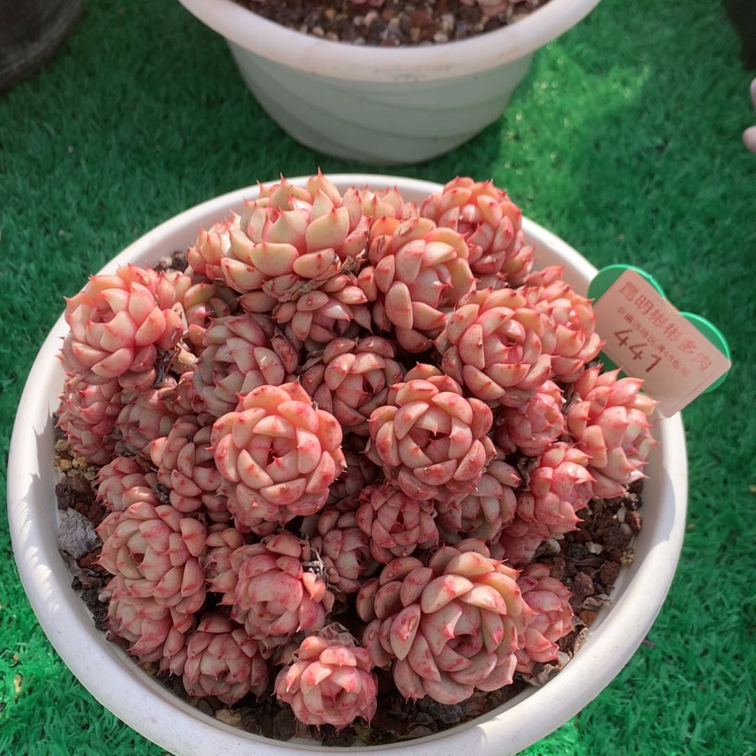 苯巴蒂斯无砍老桩441