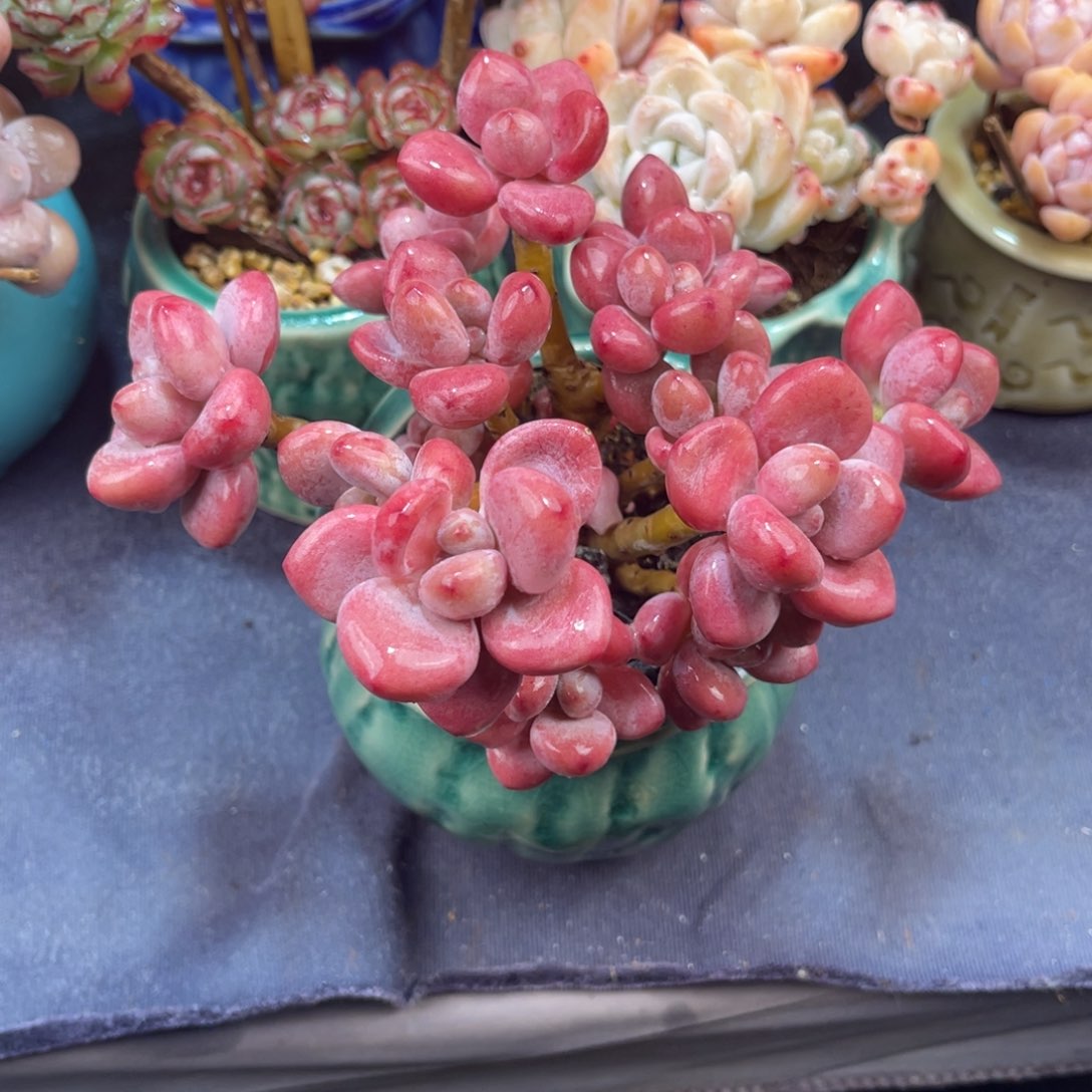 红洛神 十五公分 带盆