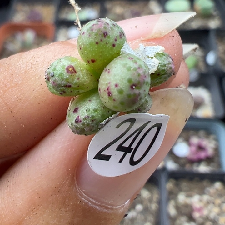 240号11111111111111