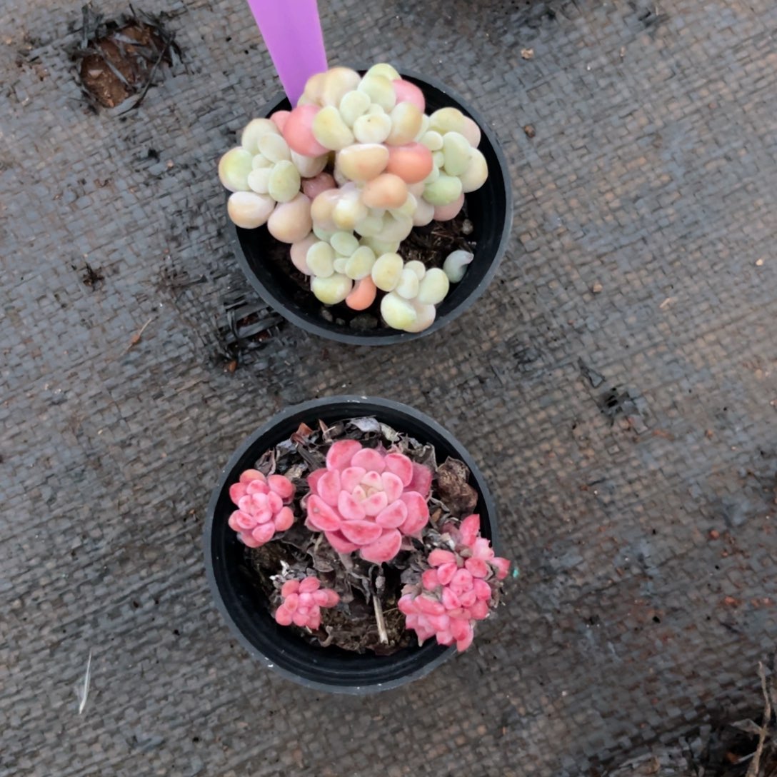 云尘多肉一物一拍395，