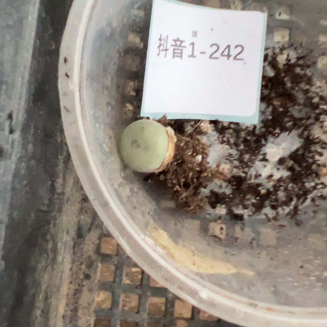 1-242量拍大g一颗。多肉
