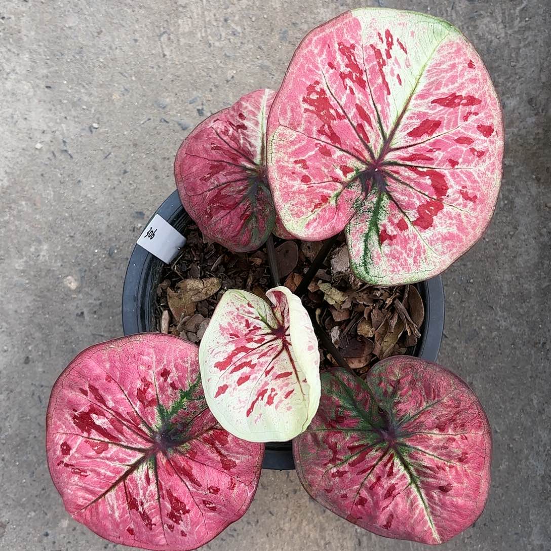 306-0122redlinda彩叶芋泰国发货