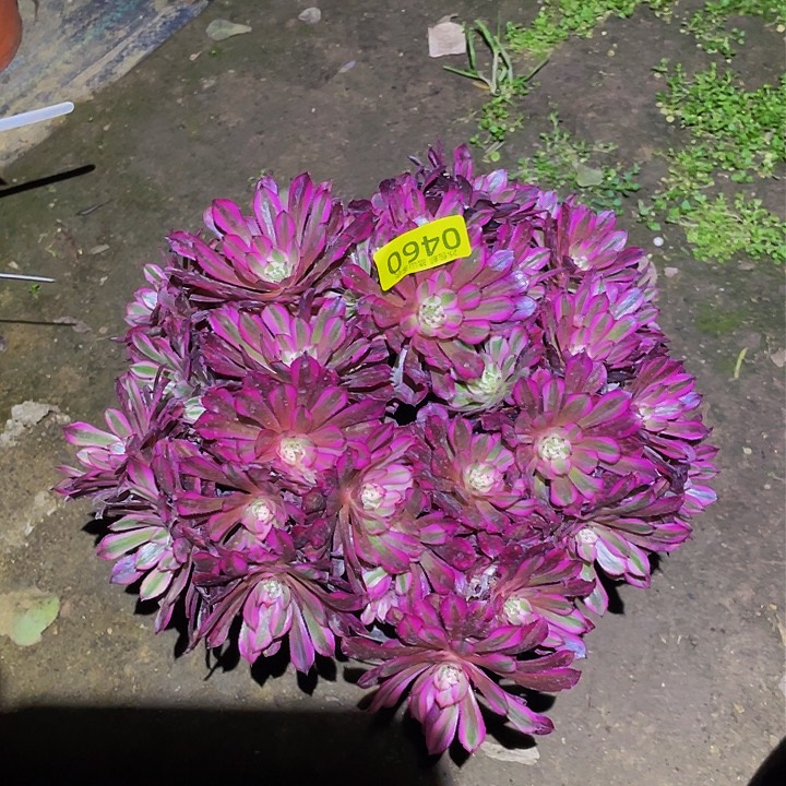 0460粉铜多肉植物