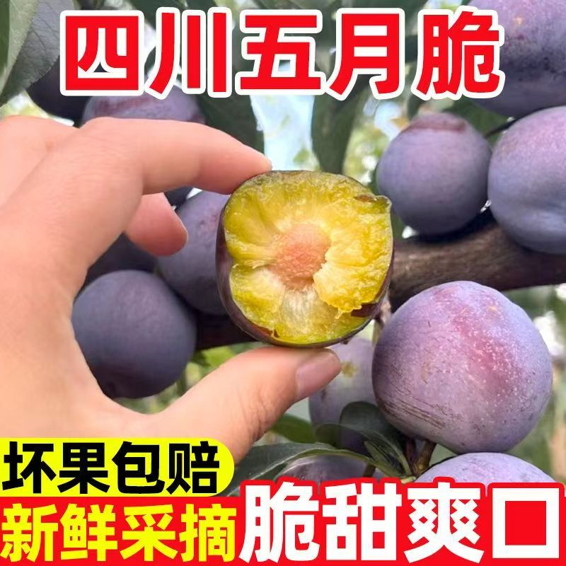 【当天发】现摘四川李子新鲜五月脆李凤凰李又脆又甜应季水果1/5斤