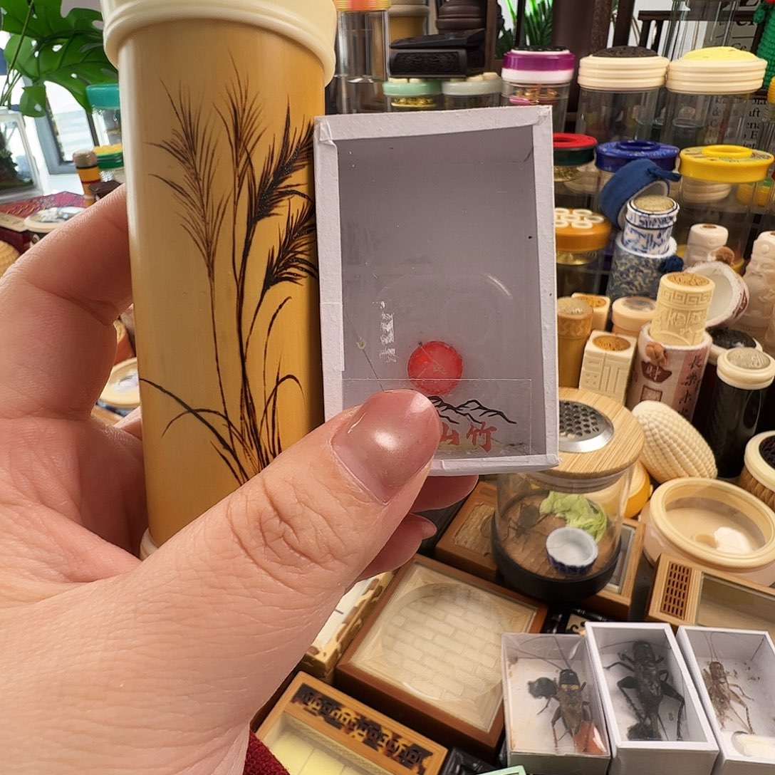 *****筒子➕保定山竹蛉一个