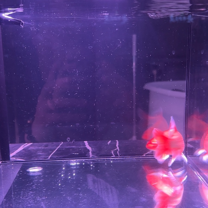 蝴蝶鲤鱼19号蝴蝶鲤