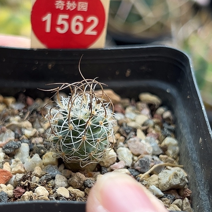实生草刺娇丽一棵仙人球