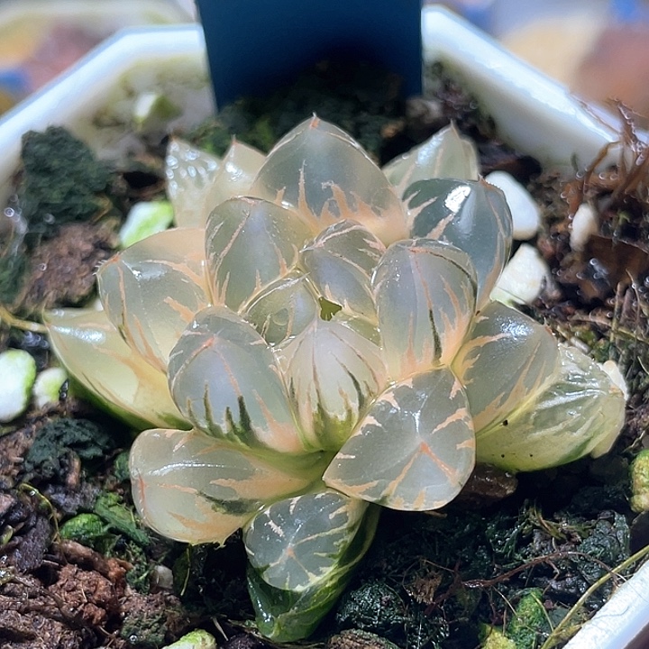 565糊斑北极之光锦特选福利