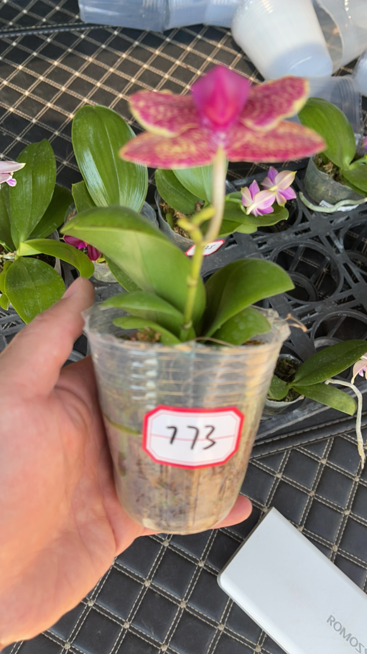蝴蝶兰交流会》773原生蝴蝶兰花 2.8寸杯 福利款
