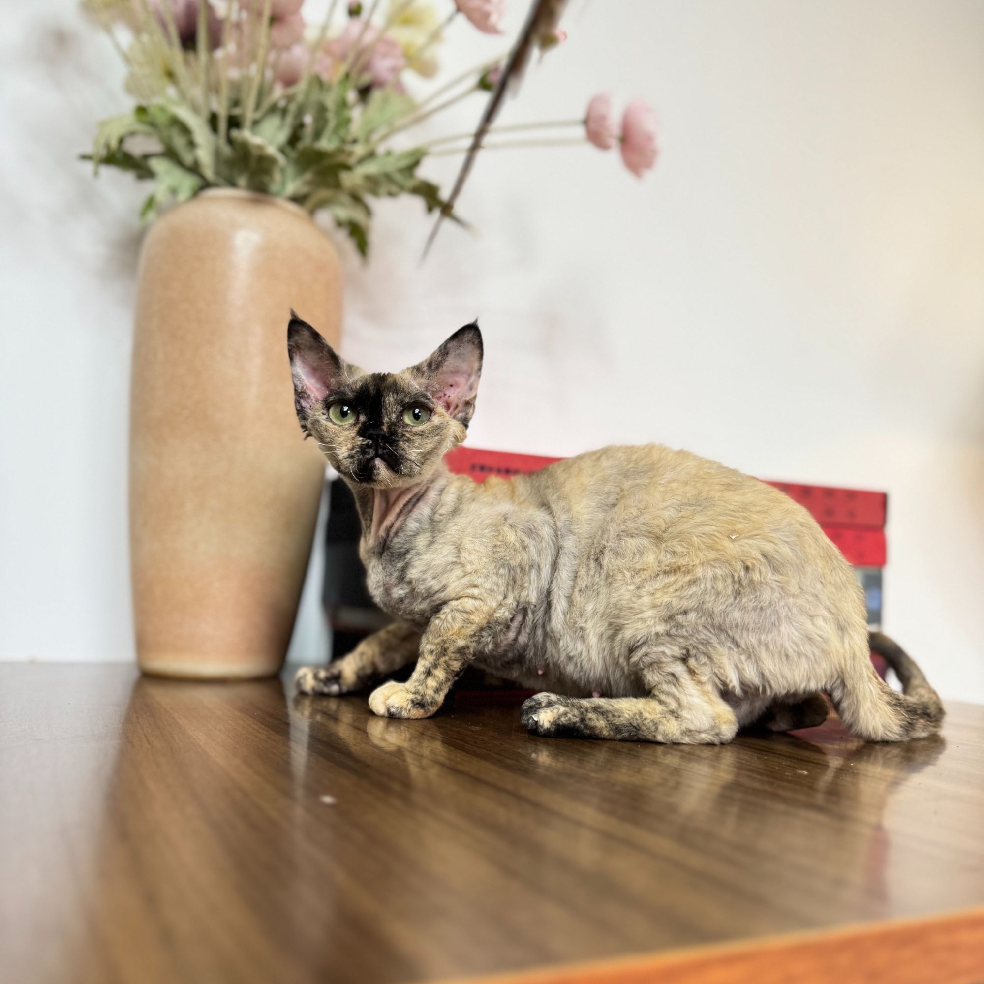 【兰特家德文】【活体】德文卷毛 猫妹妹