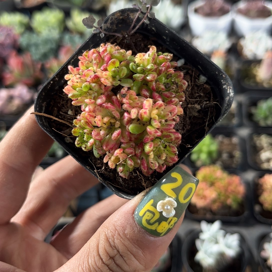 日本小松锦单头发货