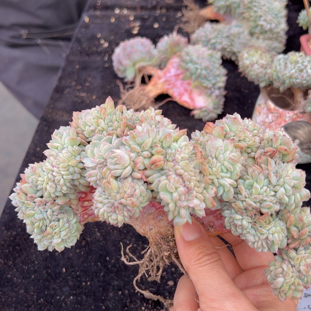 茂**6新年快乐 新年快乐 新年快乐