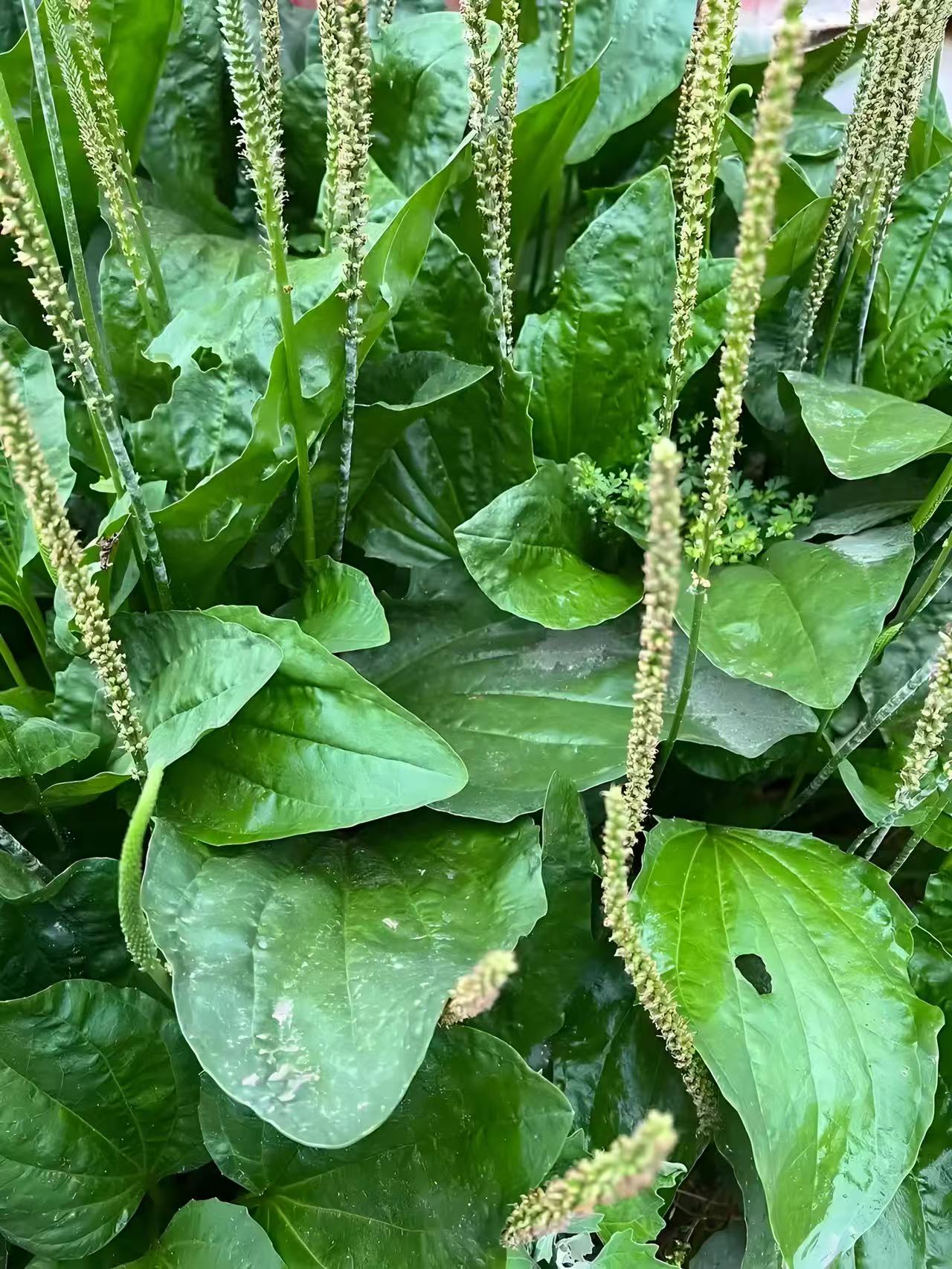 贵州野生山上干车前草