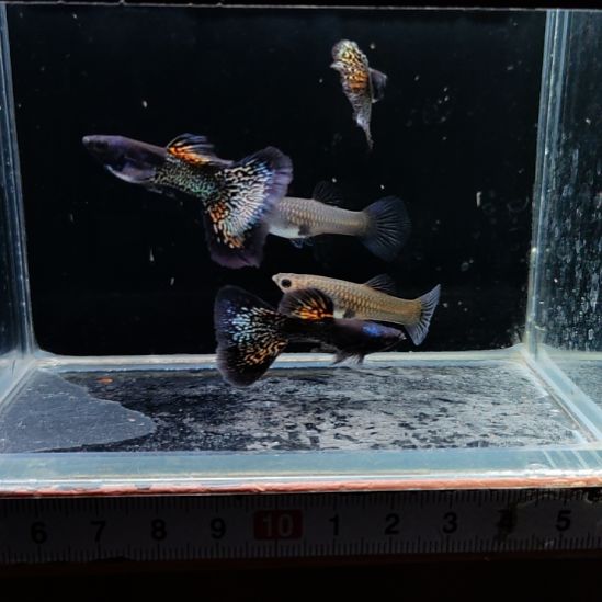 孔雀鱼金属黑金两对压成，一对金属蓝蕾丝