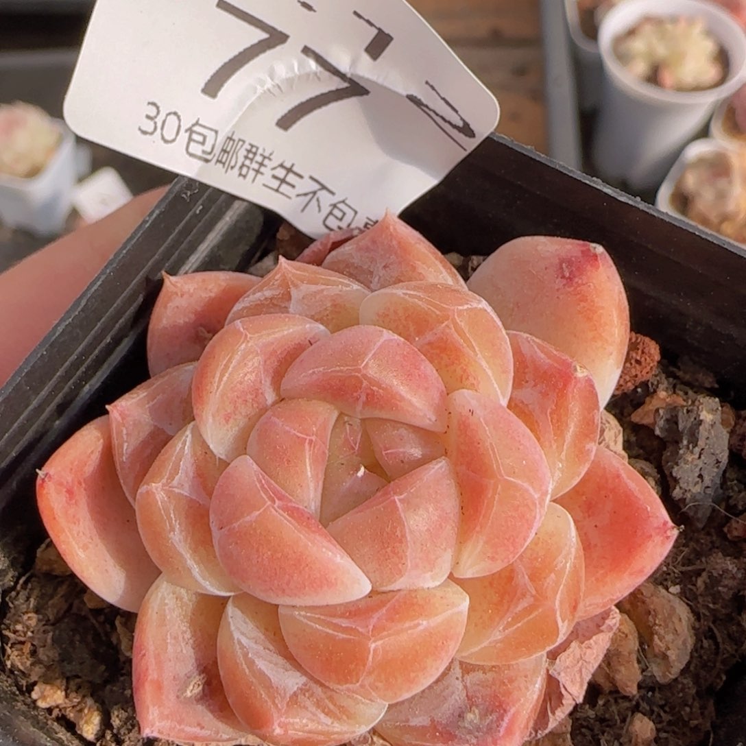 冰魄单头一颗脱土发货