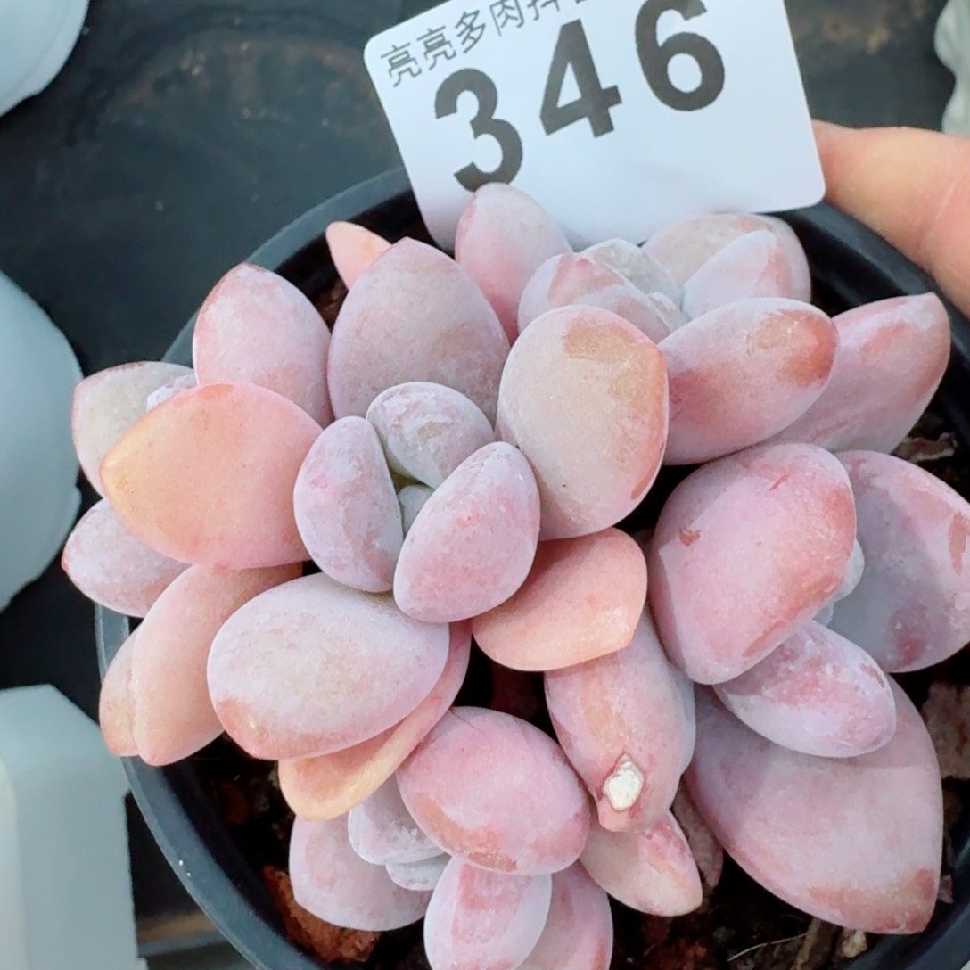 粉兔         精品多肉