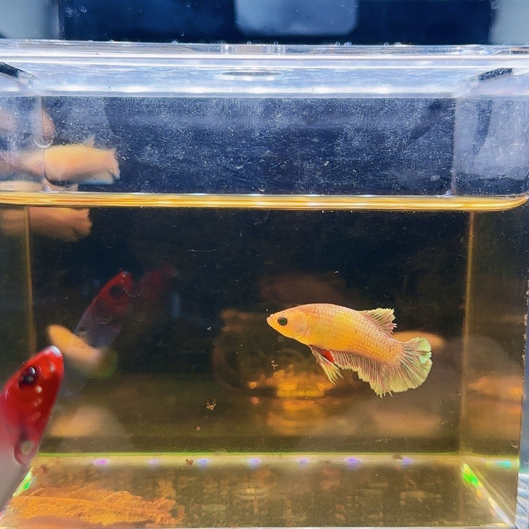 斗鱼活体观赏鱼好养耐活