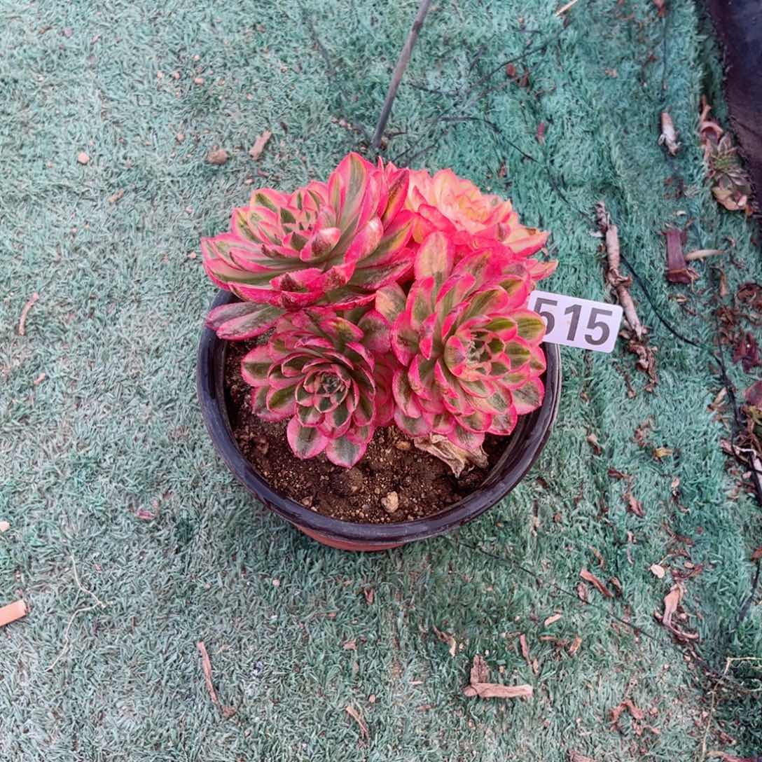 515倾城法师多肉植物