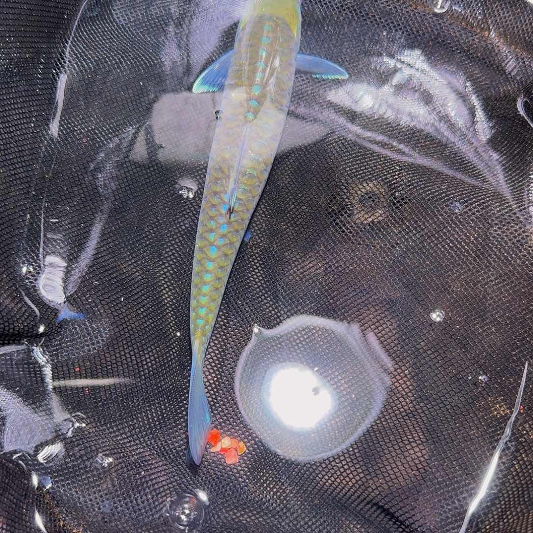 吉罗鱼蓝色系掉了片鳞