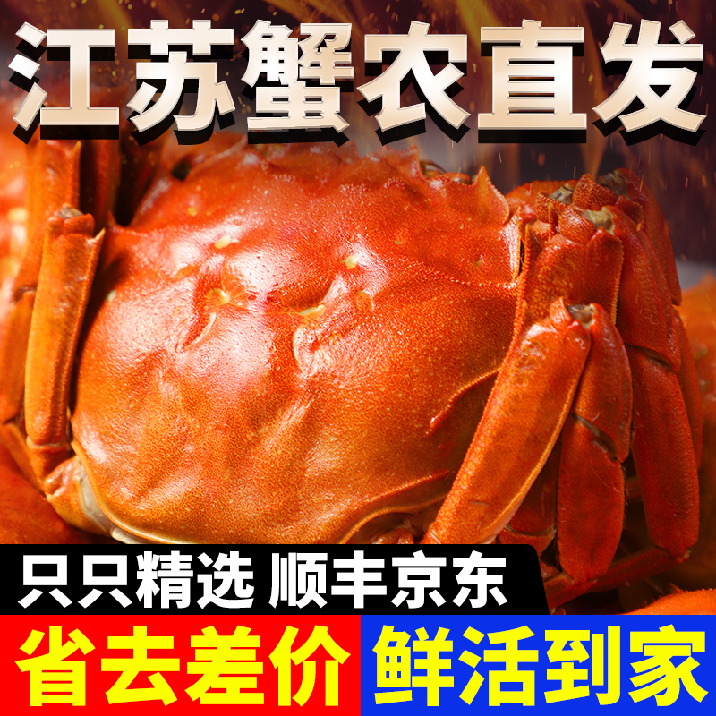 【活蟹】 江苏大闸蟹  公4两  母3两  公母对半8只  买6送2到手8只