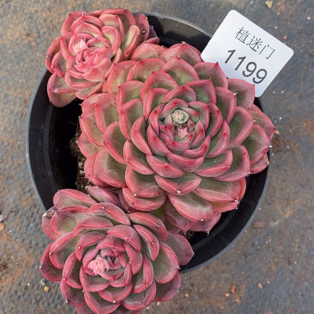 乔*板杂交精品多肉1199