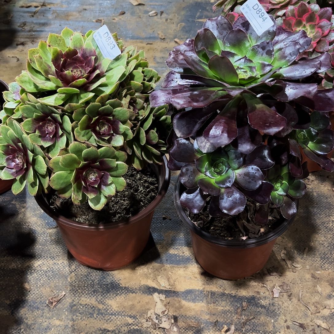 浪***人完全开放多肉植物893894巫毒红丝绒
