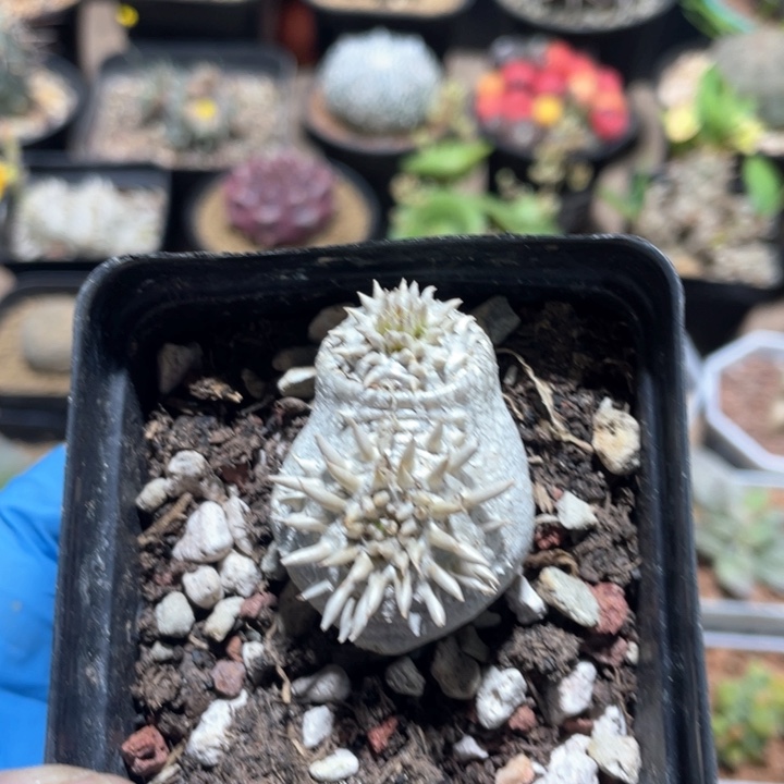 971惠比须笑块根