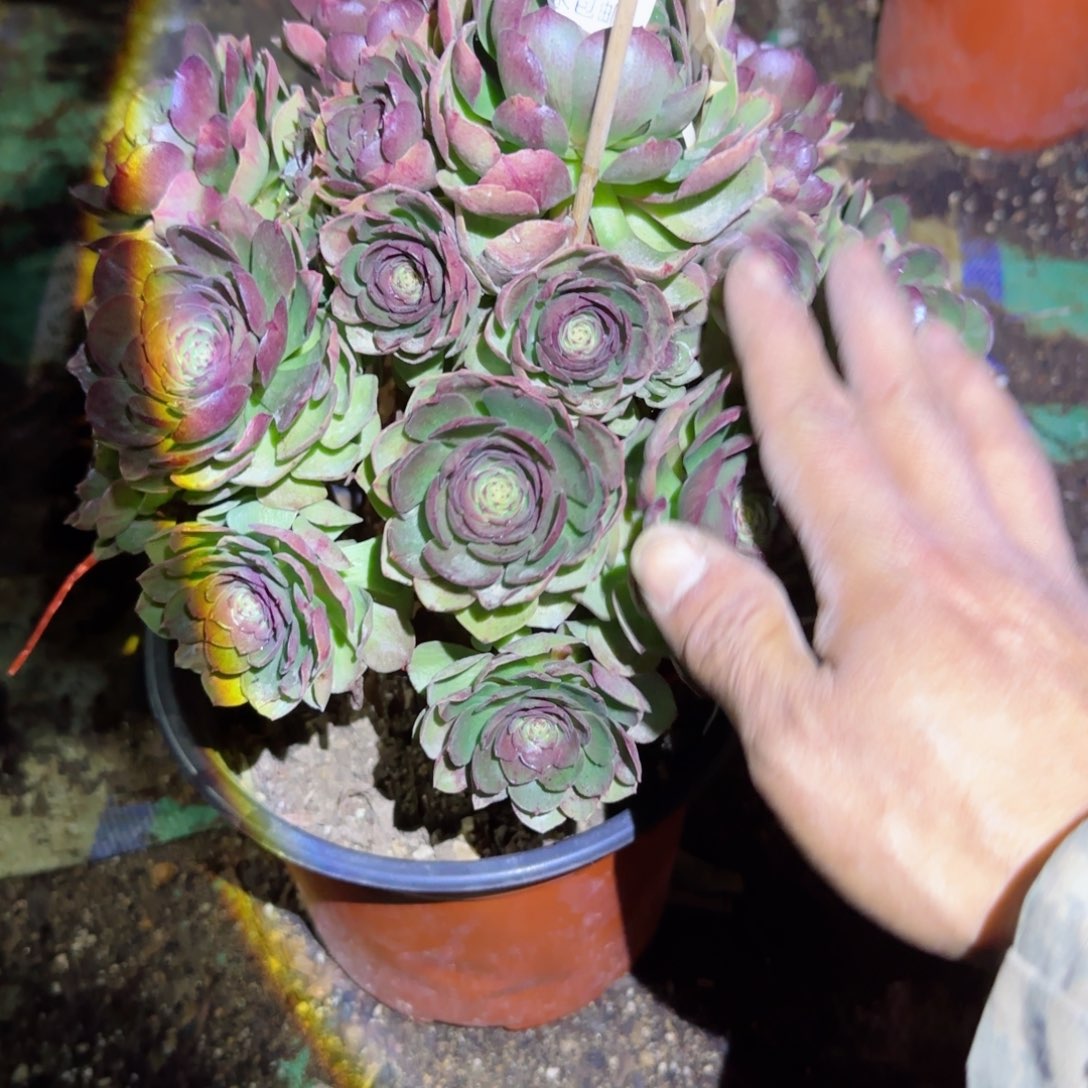 黑魔法师多肉047