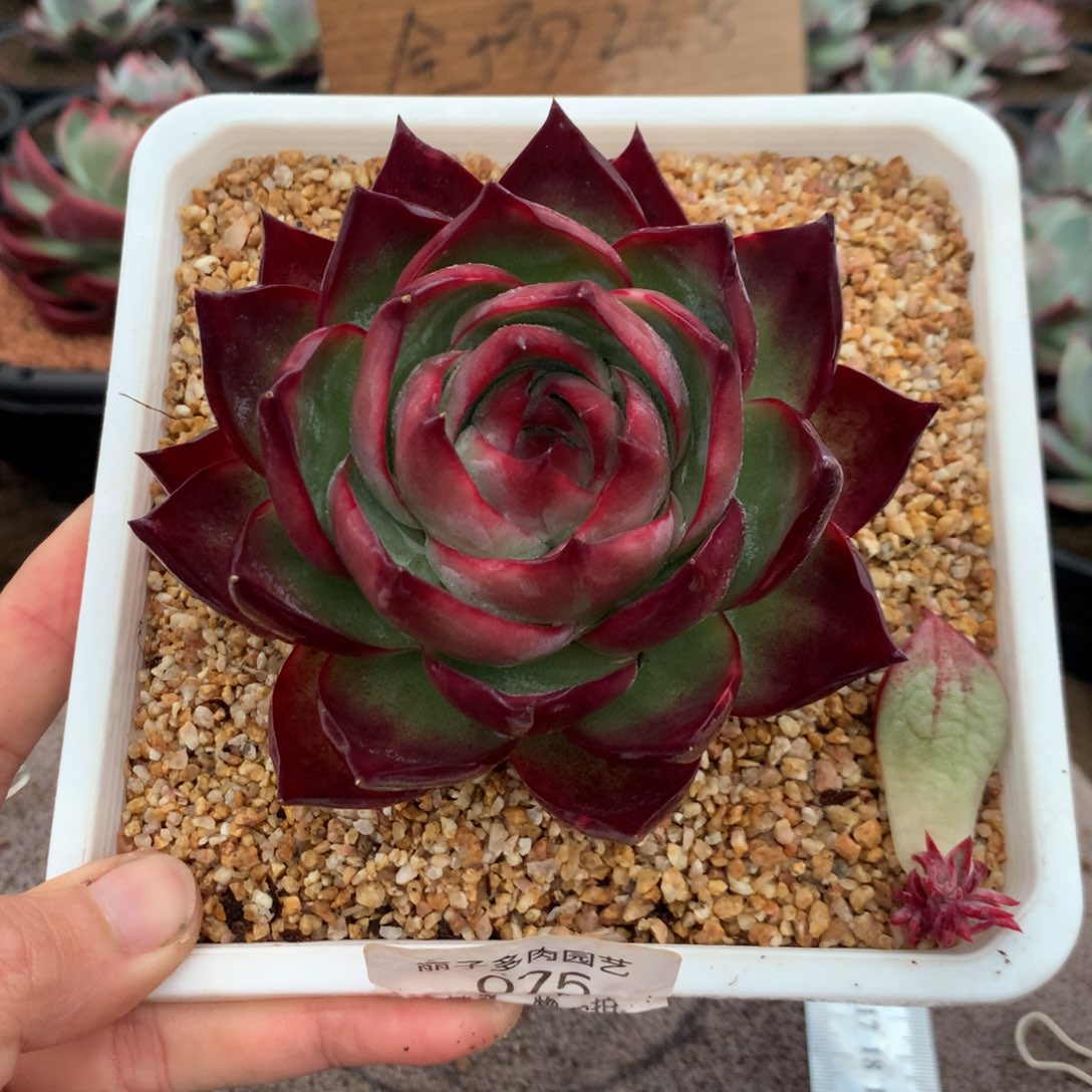 075惊鸿一物一拍。尺寸10。多肉植物