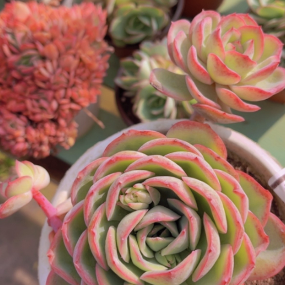 【闪购商品】晨露14244