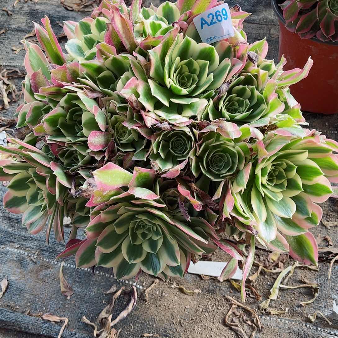 多肉植物269多肉