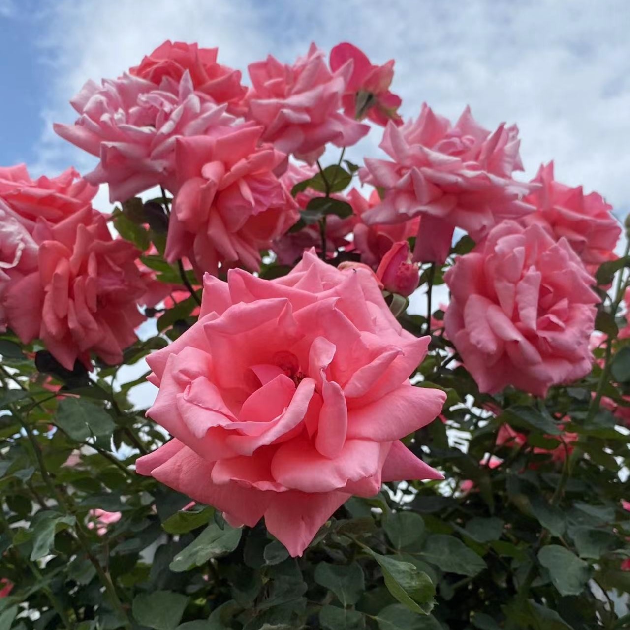 特大朵浓香月季花苗盆栽多季节重复开花适合庭院阳台