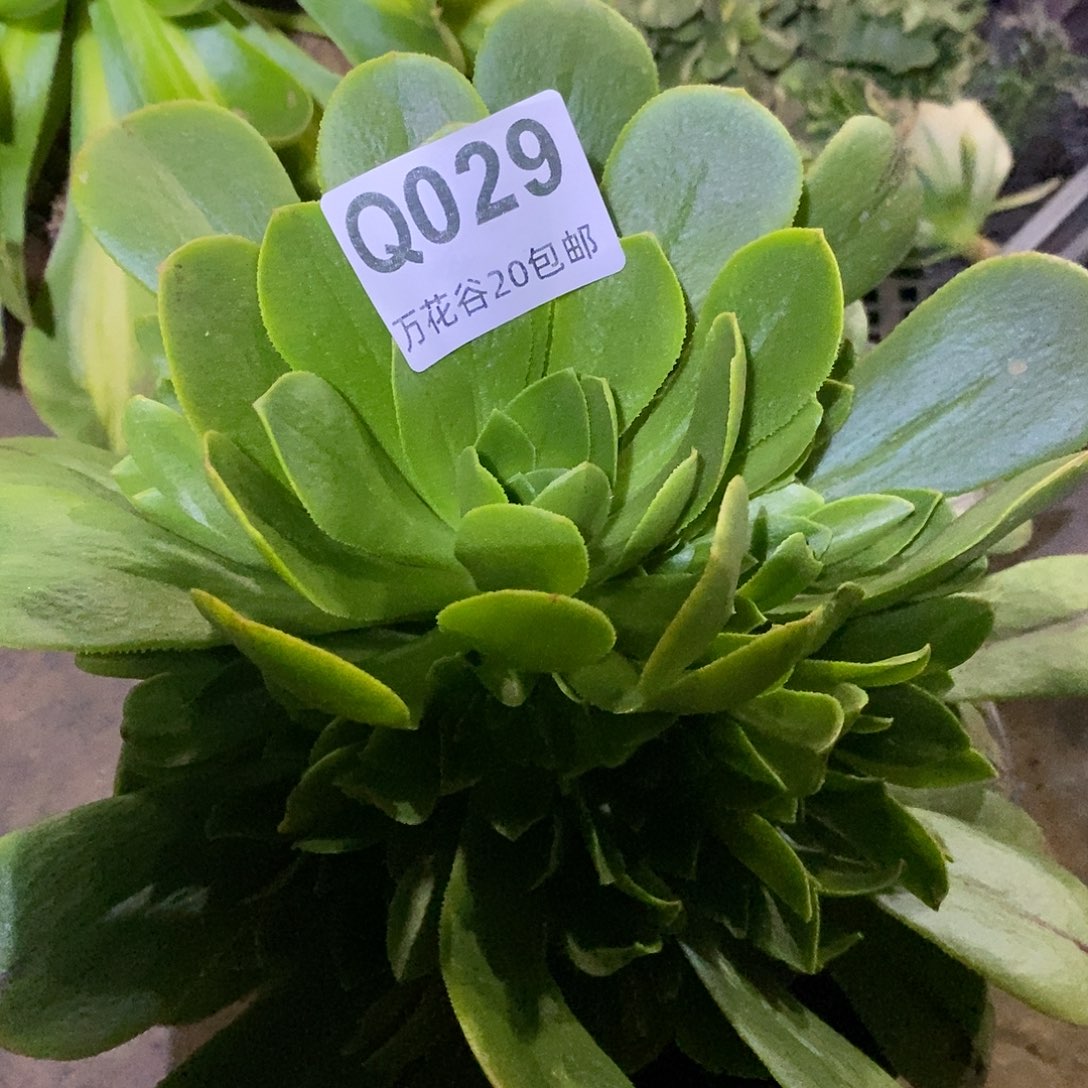 029碧火多肉植物