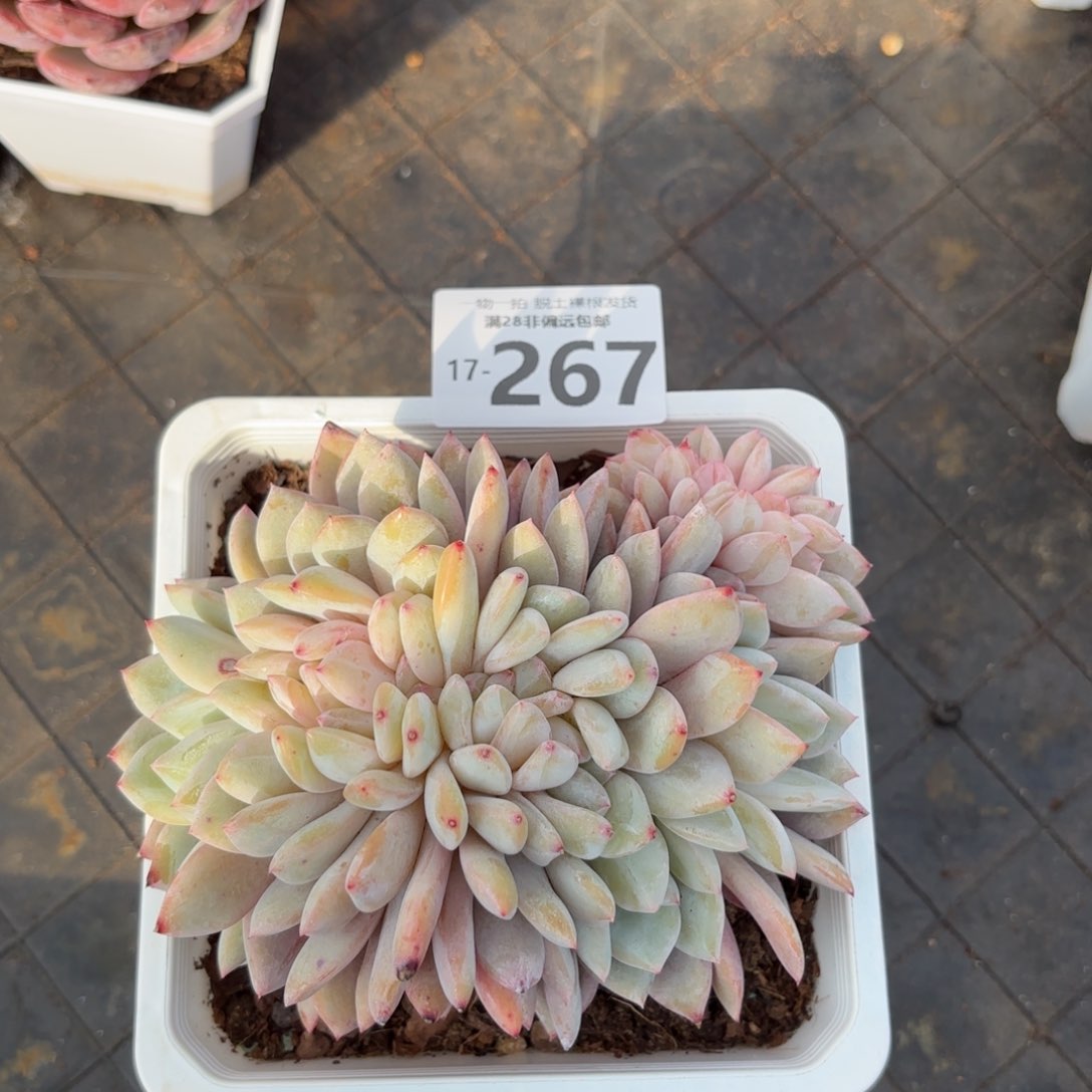 橙梦露缀化一物一拍