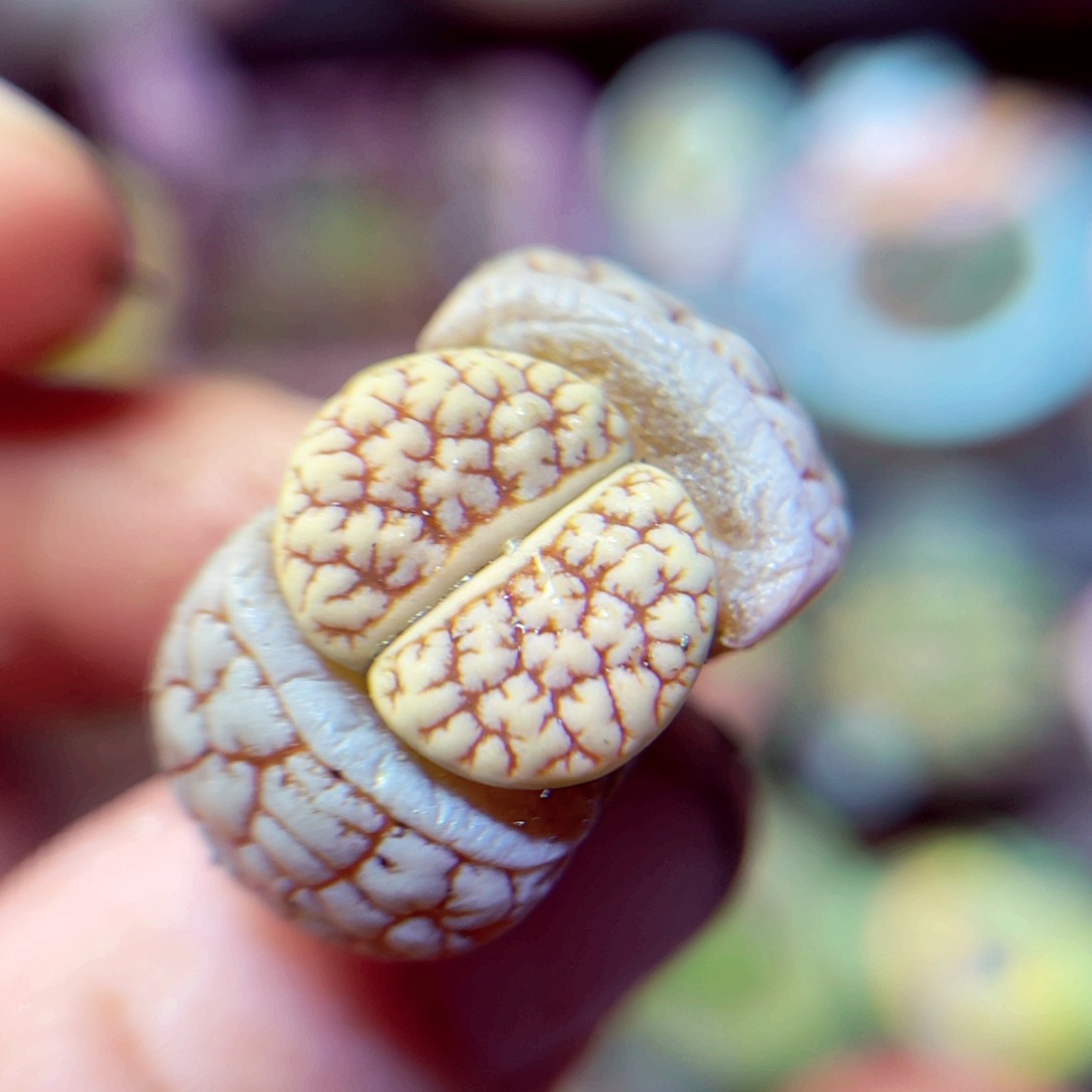 190生石花带盆发1